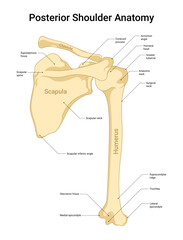 Anatomy of Shoulder Posterior View
