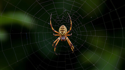 Obraz premium Spider in a web