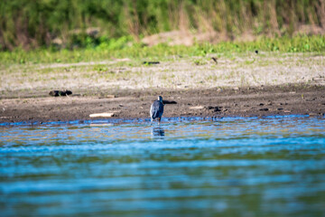 Herring Hunting in a River