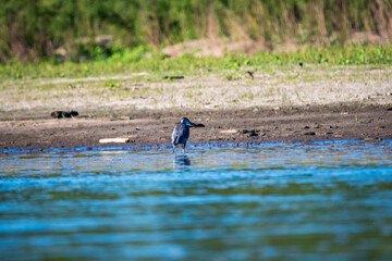 Herring Hunting in a River