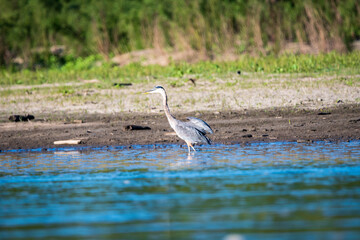 Herring Hunting in a River