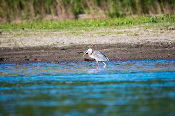 Herring Hunting in a River