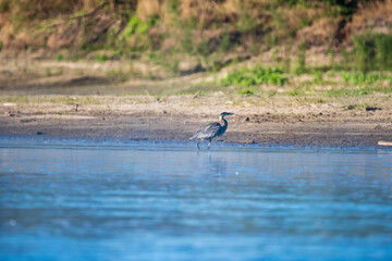 Herring Hunting in a River