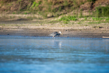 Herring Hunting in a River