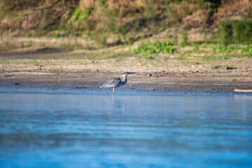 Herring Hunting in a River