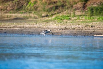 Herring Hunting in a River