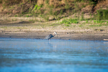 Herring Hunting in a River