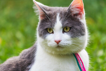 Portrait of a gray and white domestic cat. Pictures of animals. The face of a cute non-pedigree cat.