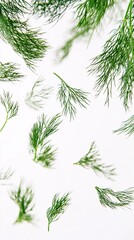 selective focus, fresh dill sprigs falling, feathery green with delicate leaves, clean white background, aromatic and light