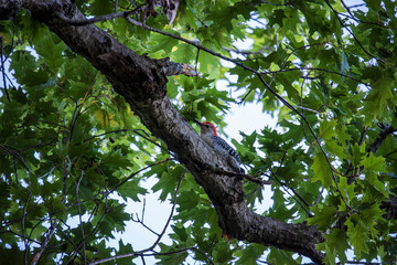 Downy Wood Pecker in Tree