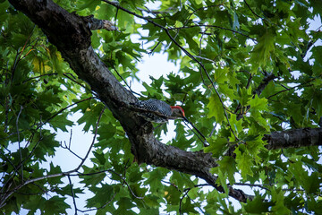Downy Wood Pecker in Tree