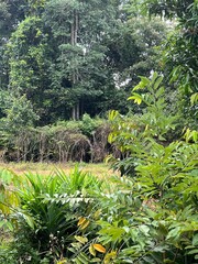 Obraz premium garden in summer