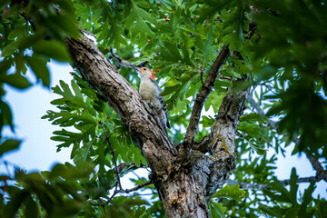 Downy Wood Pecker in Tree