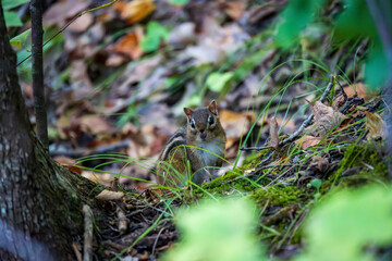 Chipmunk on Forest Floor