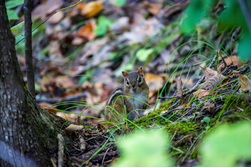 Chipmunk on Forest Floor