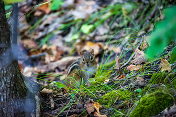 Chipmunk Foraging for Food