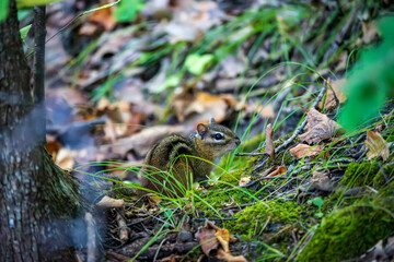 Chipmunk Foraging for Food