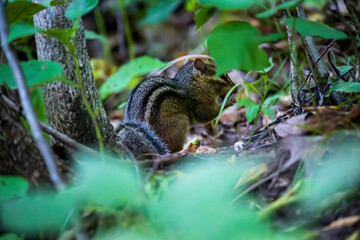 Chipmunk Foraging for Food