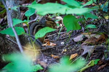 Chipmunk Foraging for Food