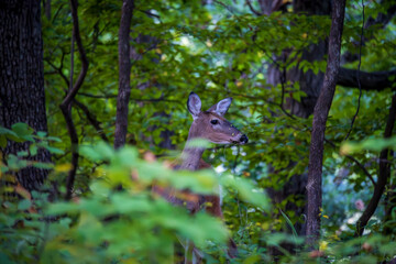 Young Deer in a Forest