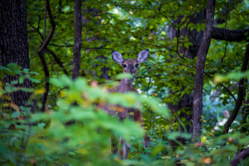 Young Deer in a Forest