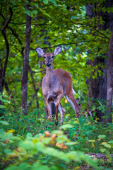 Young Deer in a Forest