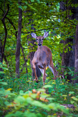 Young Deer in a Forest