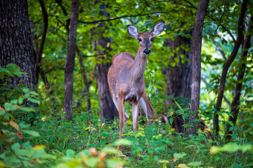 Fototapeta premium Young Deer in a Forest