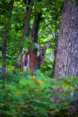 Young Deer in a Forest