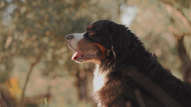 A woman pets her Bernese Mountain Dog in a sunlit park, expressing affection and care.