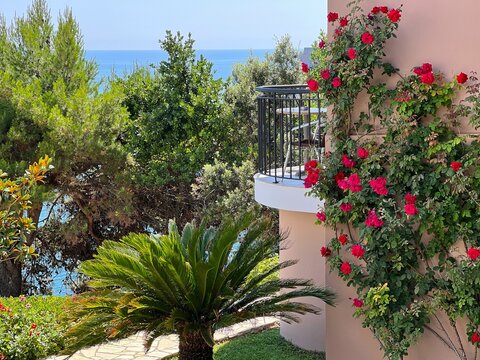 Mediterranean garden with rose flowers and palm tree.