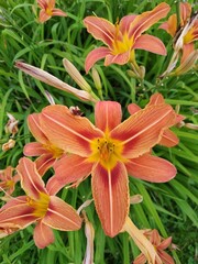 my garden potted Asiatic lilies