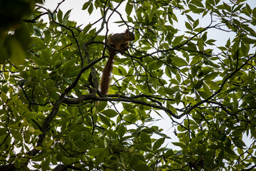 Squirrel in Tree