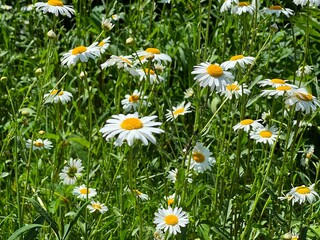 Fototapeta premium daisies in the grass