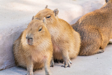 Three capybara in the park