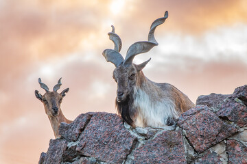 Markhor male and female on the rock. Latin name - Capra falconeri