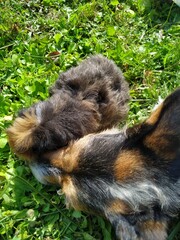 The guinea pig is a species of rodent belonging to the genus Cavia in the family Caviidae.