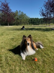sheltie playing with ball