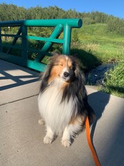 sheltie puppy
