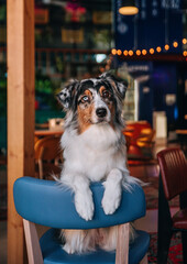 A cute and funny smiling Australian Shepherd dog drinks morning coffee in a modern Dog Friendly Cafe. morning coffee concept, funny animal portrait, prosperous lifestyle