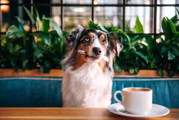 A beautiful Australian Shepherd dog with blue eyes sits at a table in the Dog Friendly cafe and...