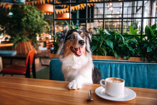 Beautiful tricolor dog Australian Shepherd in a dogfriendly cafe next to her on the table with a cup of cappuccino coffee