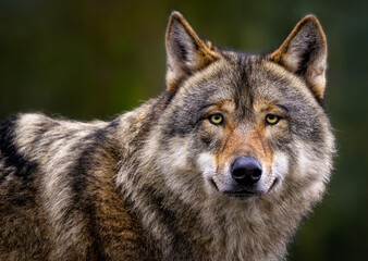  A close up of a Grey Wolf (Gray Wolf) 