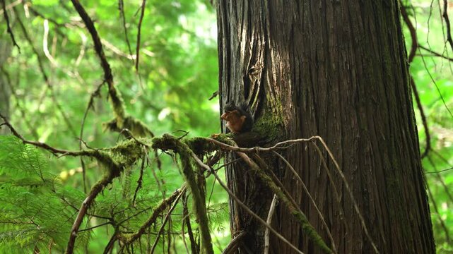 A small tree squirrel sits perched on a branch in a very large tree in the middle of a green forest on a sunny day eating nuts carefully and quickly