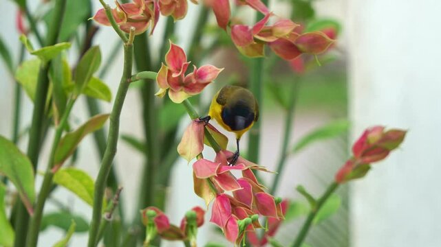 A male Olive-backed Sunbird with vibrant iridescent plumage, perched on the stem, feeding on the nectar of a euphorbia plant, close up shot capturing the beauty of flora and fauna.