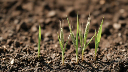 Young Wheat Shoots Growing in Soil