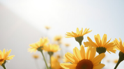 Obraz premium Yellow Daisy Flowers in Sunlight