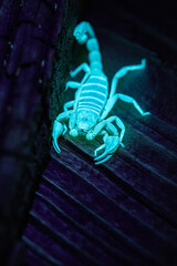 Blue glowing scorpion hiding in a crevice