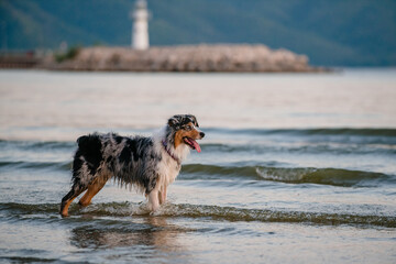 dog Australian Shepherd on the beach walks, runs and plays with a puller toy water splashes fun
