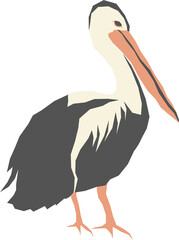 Pelican cartoon illustration